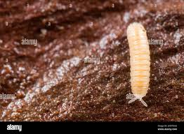 Attēlu rezultāti vaicājumam “Polyzonium germanicum”