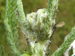 Attēlu rezultāti vaicājumam “Macrosiphoniella millefolii”