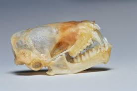 Attēlu rezultāti vaicājumam “Eptesicus serotinus”