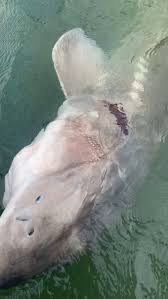 Image result for Acipenser transmontanus