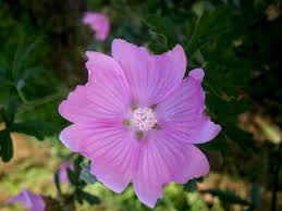 Image result for Malva alcea