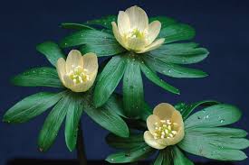 Attēlu rezultāti vaicājumam “Eranthis hyemalis”