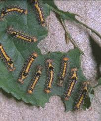 Attēlu rezultāti vaicājumam “Euproctis similis larva”
