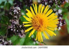 Image result for Inula hirta