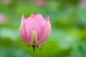 Attēlu rezultāti vaicājumam “Lotus sp. bud”