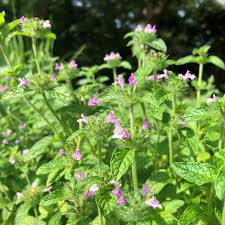 Attēlu rezultāti vaicājumam “Clinopodium vulgare leaf”