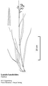 Attēlu rezultāti vaicājumam “Luzula luzuloides”