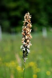 Attēlu rezultāti vaicājumam “Alopecurus pratensis flower”