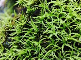 Attēlu rezultāti vaicājumam “Tortella tortuosa”