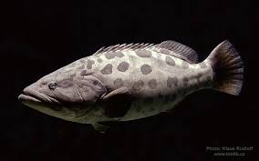 Image result for Epinephelus tukula
