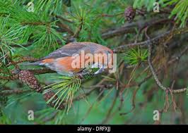 Attēlu rezultāti vaicājumam “Loxia pytyopsittacus male”