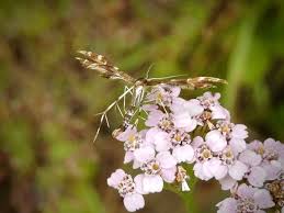 Attēlu rezultāti vaicājumam “Nyctegretis lineana”