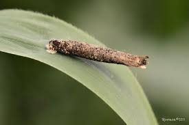 Attēlu rezultāti vaicājumam “Taleporia tubulosa”