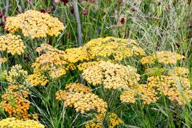 Attēlu rezultāti vaicājumam “Achillea salicifolia flower”