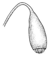 Attēlu rezultāti vaicājumam “Bryum caespiticium”