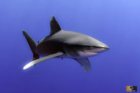 Image result for Carcharhinus longimanus