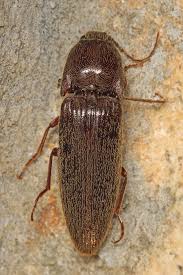 Attēlu rezultāti vaicājumam “Melanotus sp.”