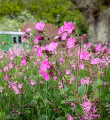 Image result for Silene dioica