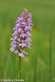 Attēlu rezultāti vaicājumam “Dactylorhiza”