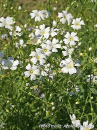 Image result for Gypsophila elegans