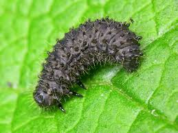 Attēlu rezultāti vaicājumam “Galeruca tanaceti”