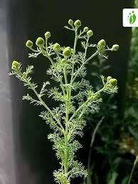 Attēlu rezultāti vaicājumam “Matricaria discoidea flower”