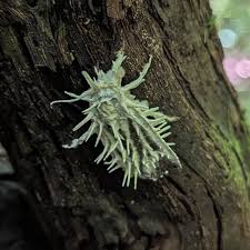 Attēlu rezultāti vaicājumam “Akanthomyces aculeatus”