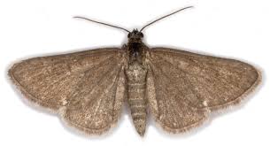 Attēlu rezultāti vaicājumam “Eupithecia icterata female”