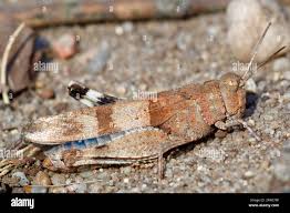 Attēlu rezultāti vaicājumam “Oedipoda caerulescens”