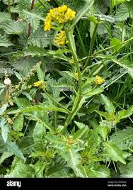 Attēlu rezultāti vaicājumam “Rorippa amphibia”