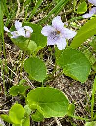 Attēlu rezultāti vaicājumam “Viola palustris”