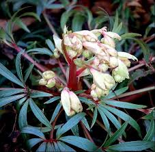 Image result for Helleborus foetidus