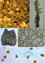 Attēlu rezultāti vaicājumam “Pohlia sphagnicola”