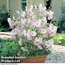 Attēlu rezultāti vaicājumam “Malva moschata alba fruit”