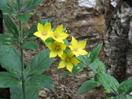 Attēlu rezultāti vaicājumam “Lysimachia vulgaris fruit”