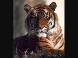 Tiger Tiger - Neil Coll - aWRFeFJob1doVjgx_o_tiger-tiger---neil-coll