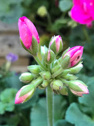 Attēlu rezultāti vaicājumam “Geranium bohemicum bud”