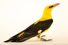 Attēlu rezultāti vaicājumam “Oriolus oriolus male”