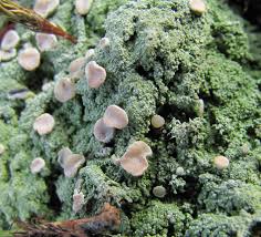 Attēlu rezultāti vaicājumam “Icmadophila ericetorum”