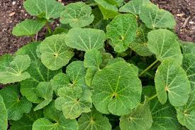 Attēlu rezultāti vaicājumam “Alcea rosea leaf”