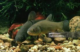 Image result for Tinca tinca