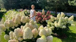 Attēlu rezultāti vaicājumam “Dianthus borbassii”