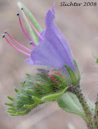 Attēlu rezultāti vaicājumam “Echium vulgare leaf”