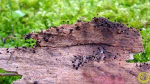 Attēlu rezultāti vaicājumam “Collaria arcyrionema”