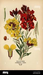 Image result for Cheiranthus cheiri