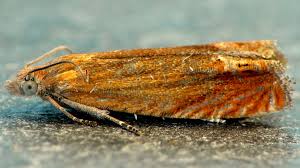 Attēlu rezultāti vaicājumam “Lathronympha strigana”