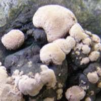 Attēlu rezultāti vaicājumam “Hypoxylon fuscum”