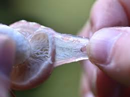 Attēlu rezultāti vaicājumam “Badhamiopsis scripta spores”