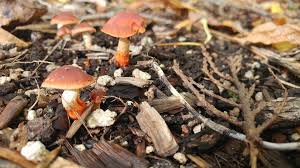 Attēlu rezultāti vaicājumam “Stropharia hornemannii”