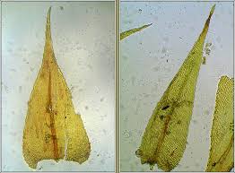 Attēlu rezultāti vaicājumam “Brachytheciastrum velutinum”